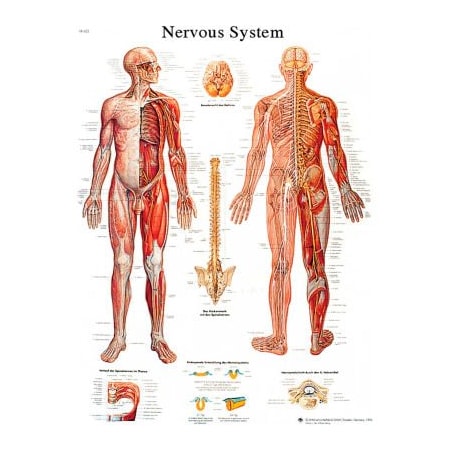 Fabrication Enterprises 3B Anatomical Chart - Nervous System Chart, Paper 12-4628P